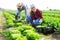 Gardeners husband and wife picking harvest of green lettuce