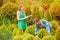 Gardeners with potted tree