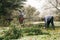 Gardeners pruning tree