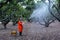 Gardeners spray pesticides And fertilizer In the orchard With high pressure pump