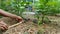 Gardeners watering vegetables in the garden.