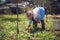 Gardeners are weeding in the garden of coriander