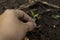 Gardeners are withdrawing bean plants