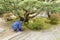 Gardeners working in a garden inside of Ginkaku temple