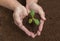 Gardenerâ€™s Cupped Hands Planting Young Squash Sprout