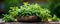 Gardenfresh herbs in a wooden mortar against a vibrant outdoor backdrop. Concept Herb Garden, Wooden Mortar, Outdoor Backdrop,