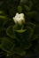 A Gardenia Augusta