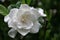 Gardenia Bloom