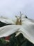 Gardenia Blossoming on Cloudy and Rainy Day in Kapaa on Kauai Island, Hawaii.