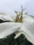 Gardenia Blossoming on Cloudy and Rainy Day in Kapaa on Kauai Island, Hawaii.