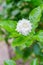 Gardenia Bush