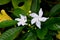 The Gardenia Crape Jasmine