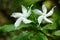 The Gardenia Crape Jasmine