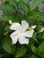 Gardenia crape jasmine