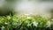 Gardenia Crape Jasmine on blurred background