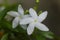 Gardenia crape jasmine flower
