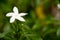 The Gardenia Crape Jasmine in nature