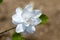 Gardenia flower