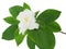 Gardenia flower (Gardenia jasminoides) on white backgro