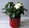 Gardenia Flower in a Red Pot