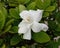 Gardenia flower  is a shrub about 1-2 meters high, branching very branches.