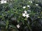 Gardenia flowers 3