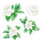 Gardenia flowers set