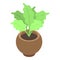 Gardenia houseplant icon, isometric style