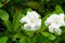 Gardenia jasminoides