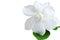 Gardenia jasminoides Cape jasmine flower on white background.