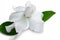 Gardenia jasminoides Cape jasmine flower on white background.