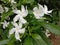 Gardenia jasminoides into a cluster of tufts at the top Each bouquet consists of 5-7 flowers, white flowers, white flowers and a t