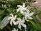 Gardenia jasminoides into a cluster of tufts at the top Each bouquet consists of 5-7 flowers, white flowers, white flowers and a t