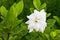 Gardenia jasminoides flower