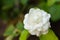 Gardenia jasminoides flower