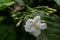 Gardenia jasminoides, the gardenia is an evergreen flowering plant of the coffee family Rubiaceae