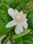 Gardenia jasminoides is a shrub with slender stems, white overlapping petals.