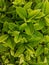Gardenia leaf show green vein