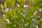Gardenia leaves background
