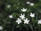 Gardenia,  Rubiaceae Small perennials leaves are rounded, oval, pointed leaves, single flowers from the apex or the end of the