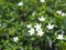 Gardenia,  Rubiaceae Small perennials leaves are rounded, oval, pointed leaves, single flowers from the apex or the end of the