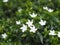 Gardenia,  Rubiaceae Small perennials leaves are rounded, oval, pointed leaves, single flowers from the apex or the end of the