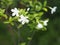 Gardenia,  Rubiaceae Small perennials leaves are rounded, oval, pointed leaves, single flowers from the apex or the end of the