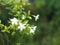 Gardenia,  Rubiaceae Small perennials leaves are rounded, oval, pointed leaves, single flowers from the apex or the end of the