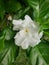 Gardenia white flower