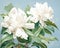 Gardenia white flower pnting style is Generative.