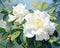 Gardenia white flower pnting style is Generative.