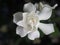 Gardenia white flowers and smail sweet in close up style