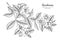 Gardenias flower and leaf hand drawn botanical illustration with line art