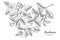 Gardenias flower and leaf hand drawn botanical illustration with line art